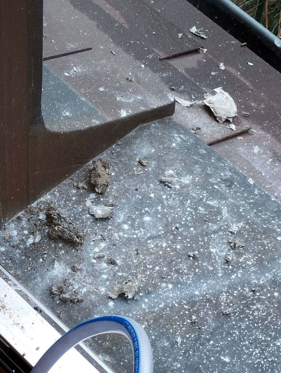  Bienennest entfernen.jpeg