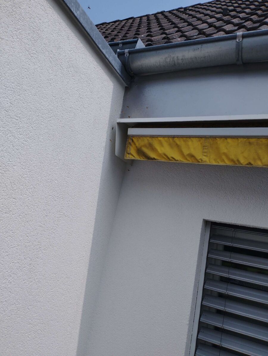  Bienennest entfernen.jpeg