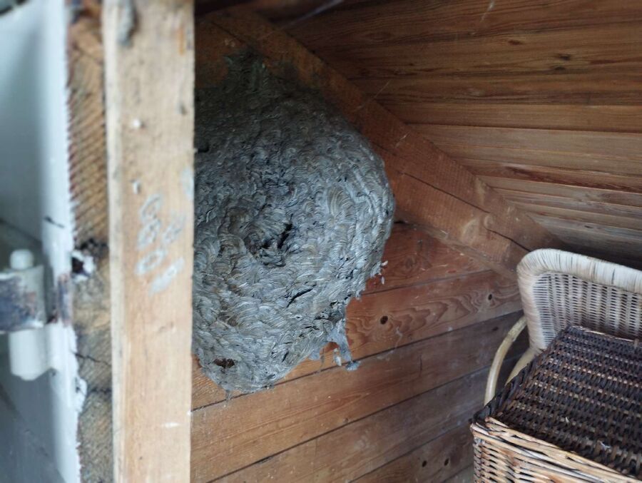 bienennest-am-haus-entfernen.jpg