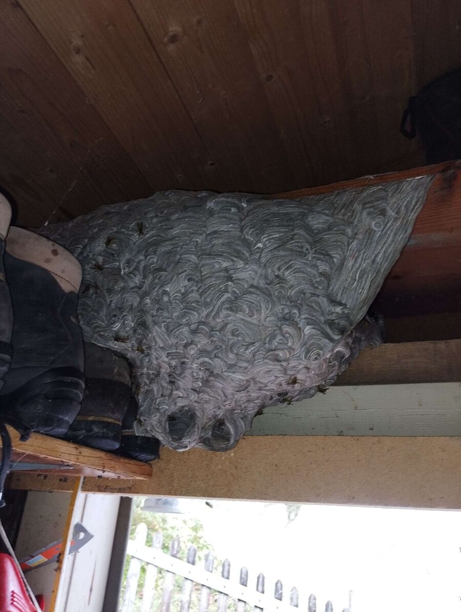 bienennest-am-haus-entfernen.jpg