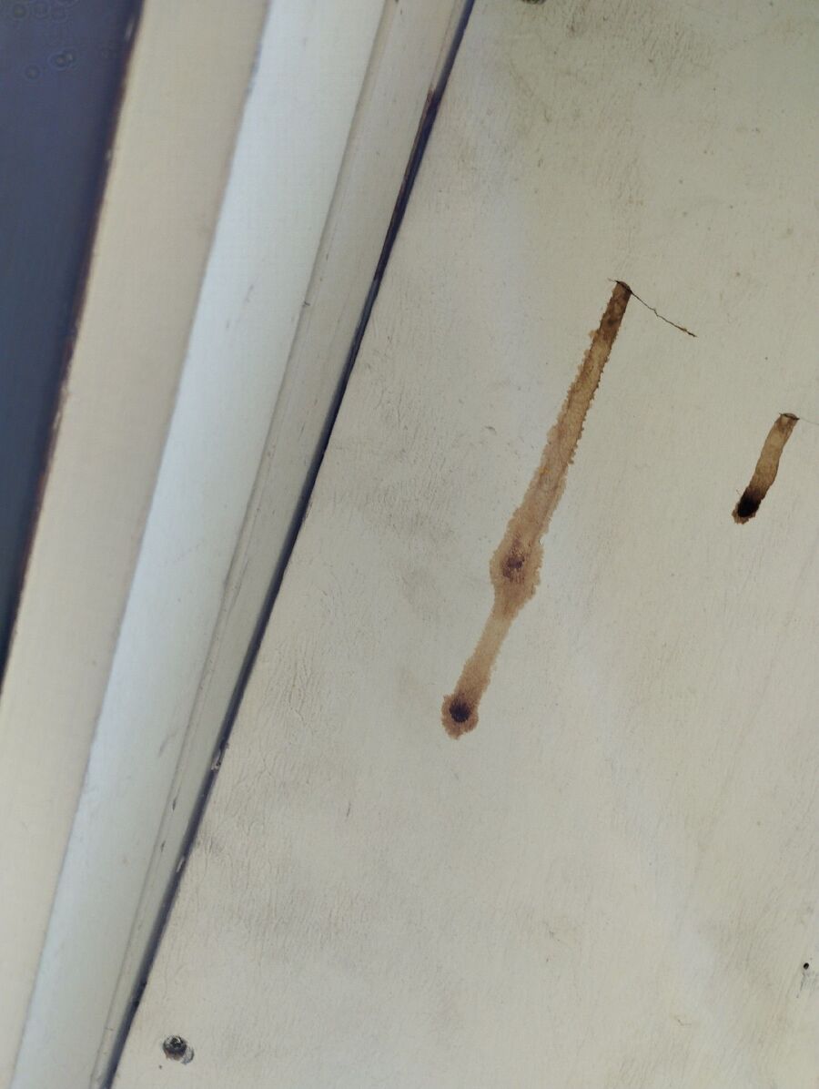  Bienennest entfernen.jpeg