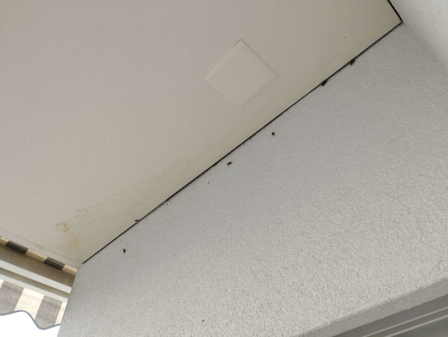 Bienen umsiedeln &  Bienennest entfernen 