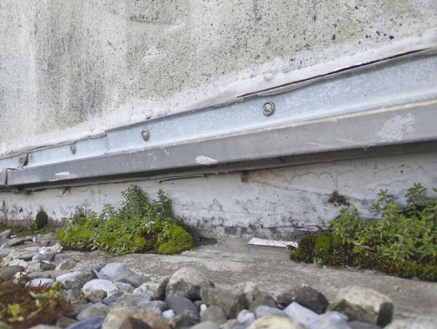 Bienen umsiedeln &  Bienennest entfernen 