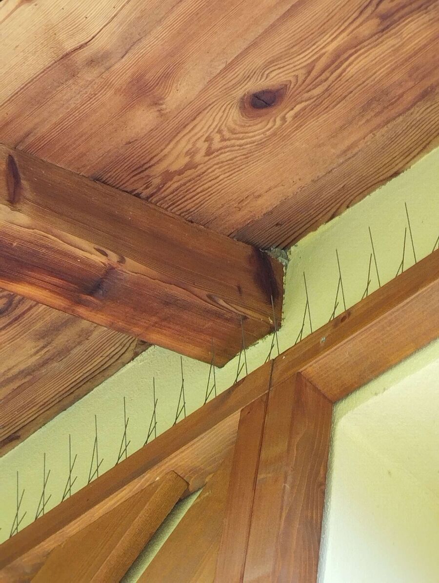  Bienennest entfernen