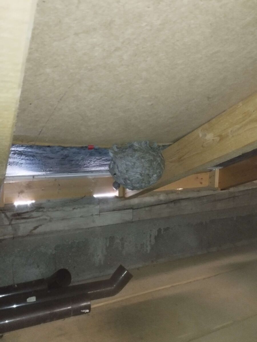 bienennest-am-haus-entfernen.jpg