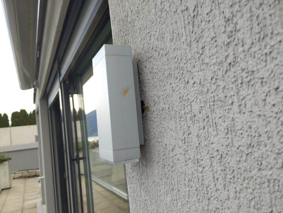 Bienen umsiedeln &  Bienennest entfernen 