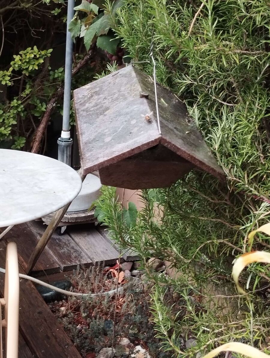  Bienennest entfernen