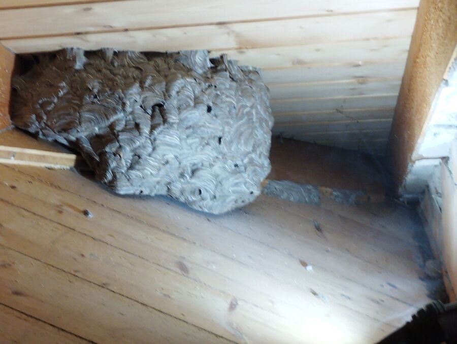 Bienen umsiedeln &  Bienennest entfernen 