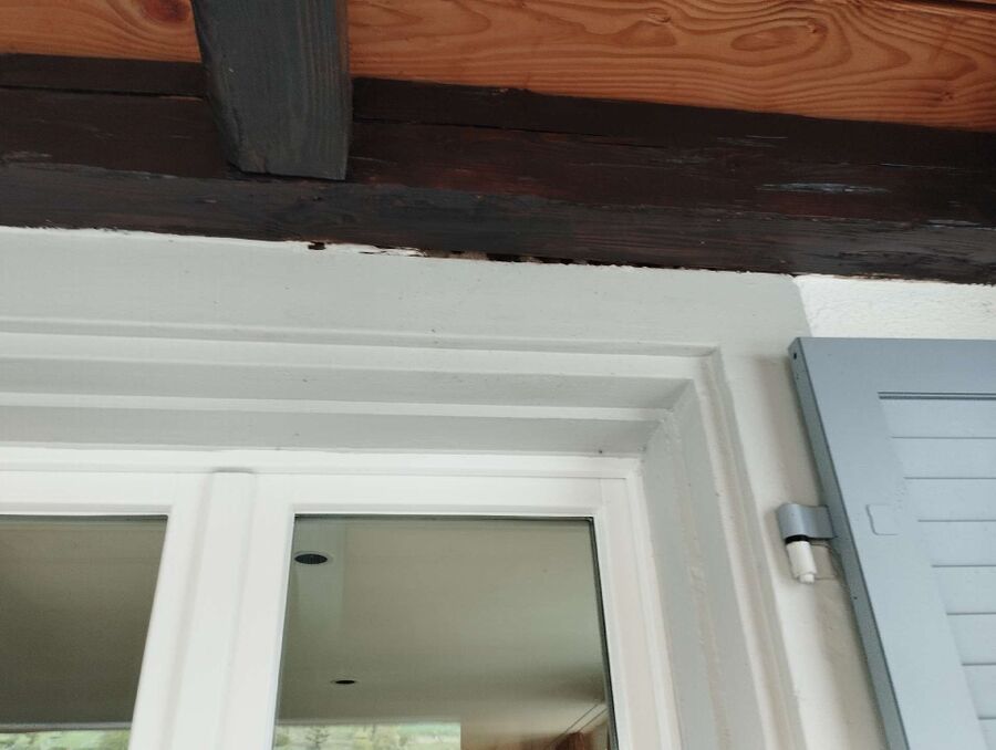  Bienennest entfernen.jpeg