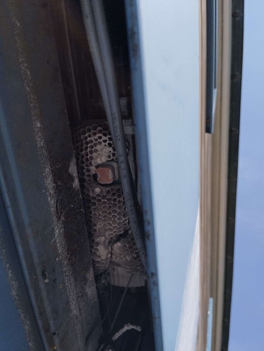 Bienen umsiedeln &  Bienennest entfernen 