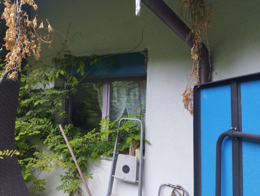 Bienen umsiedeln &  Bienennest entfernen 