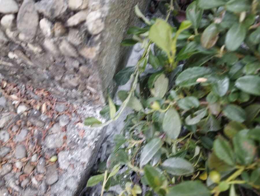  Bienennest entfernen.jpeg