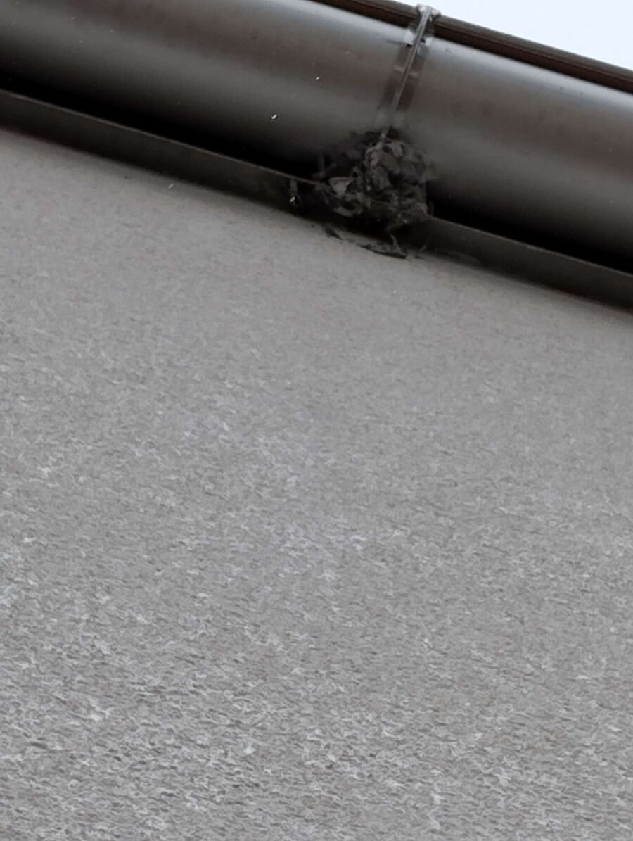  Bienennest entfernen