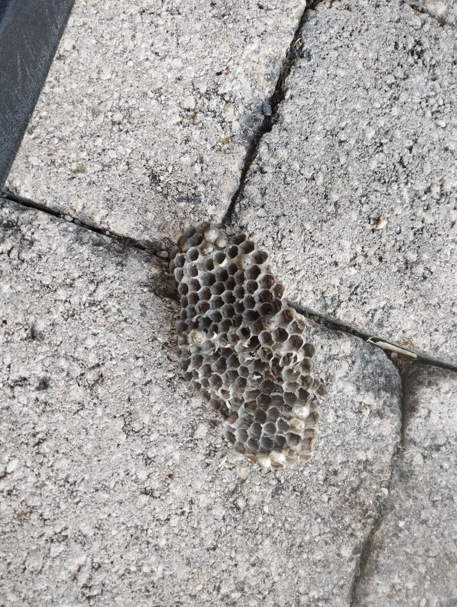 Bienen umsiedeln &  Bienennest entfernen 