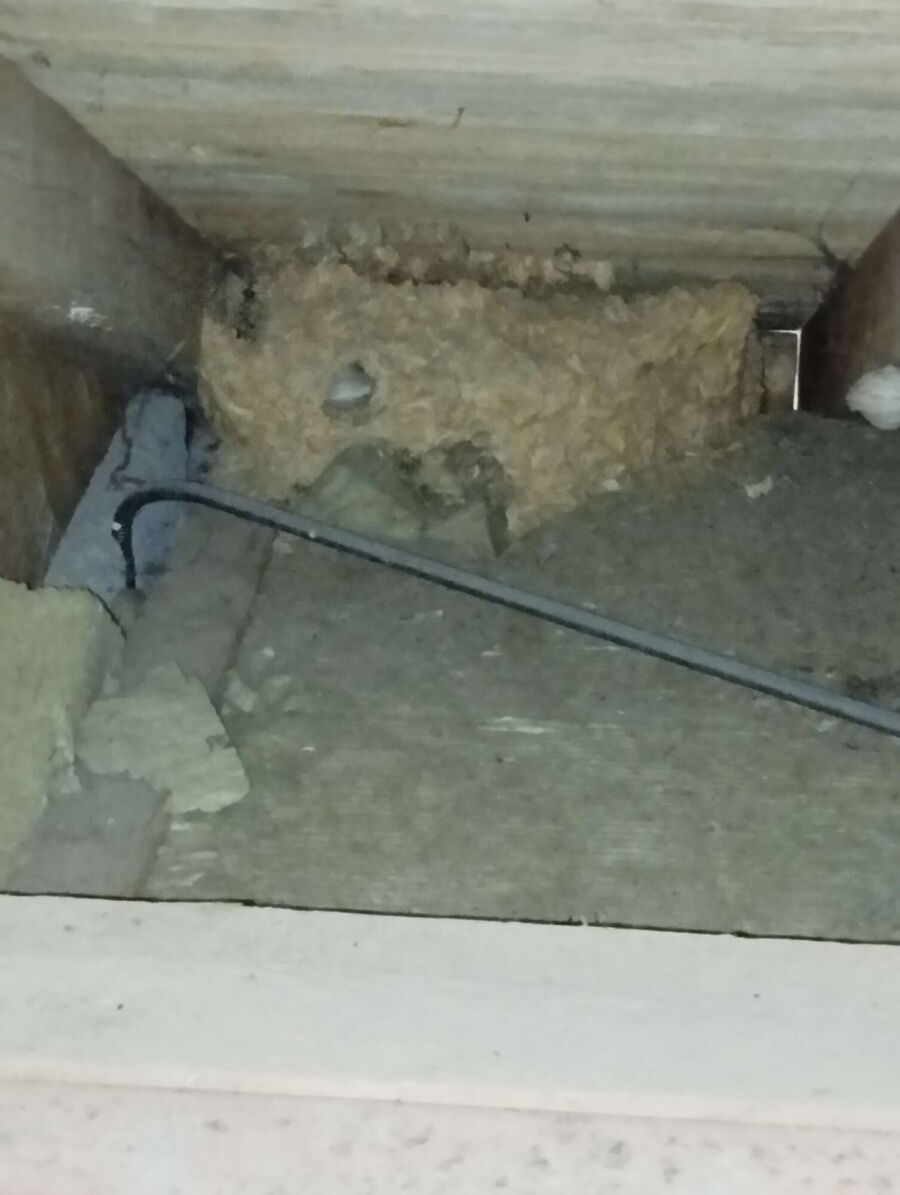  Bienennest entfernen.jpeg