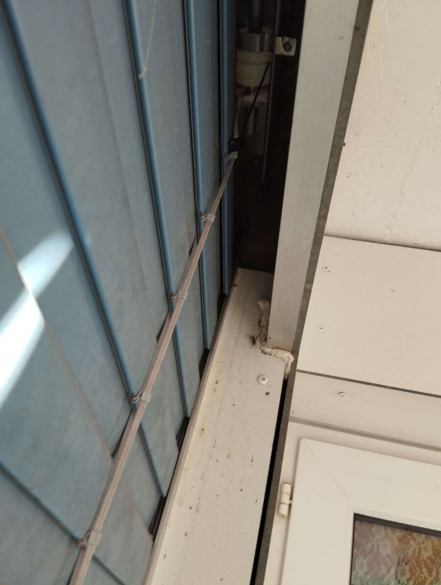 Bienen umsiedeln &  Bienennest entfernen 