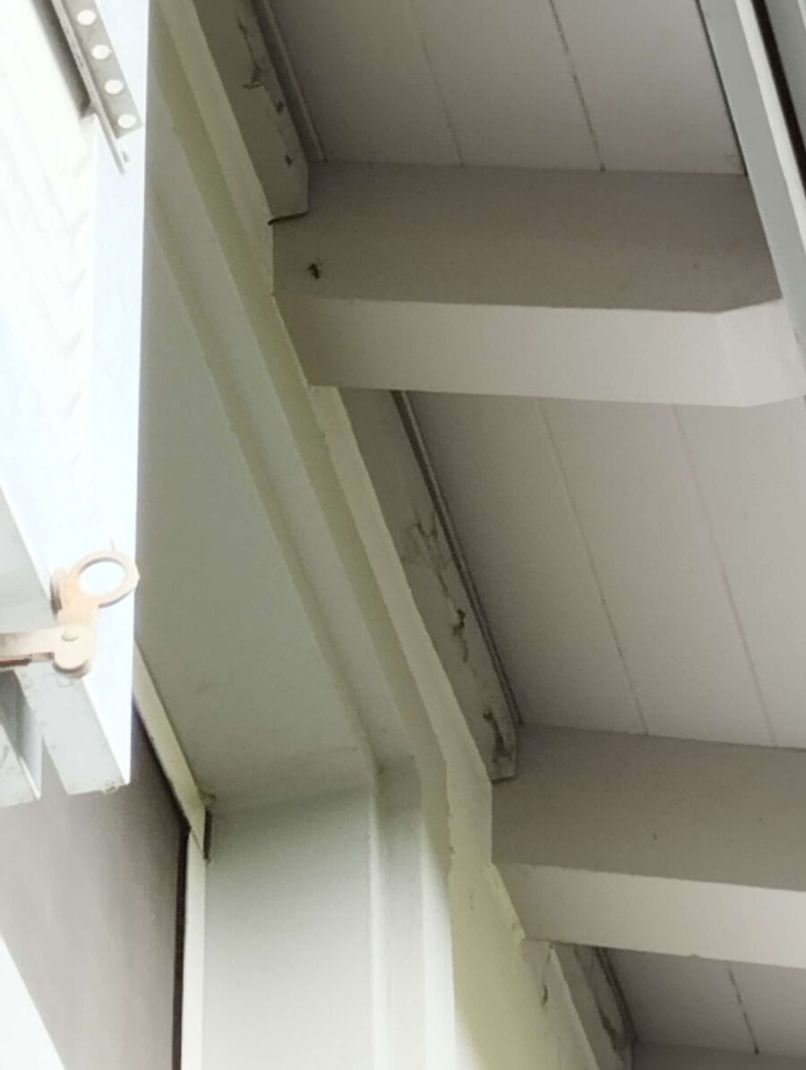  Bienennest entfernen