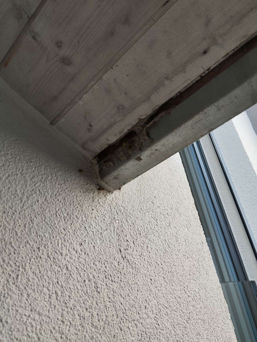 Bienen umsiedeln &  Bienennest entfernen 