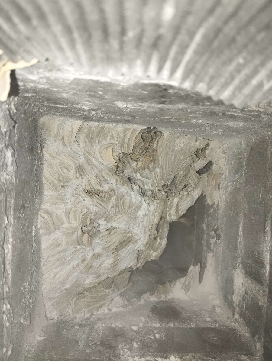  Bienennest entfernen