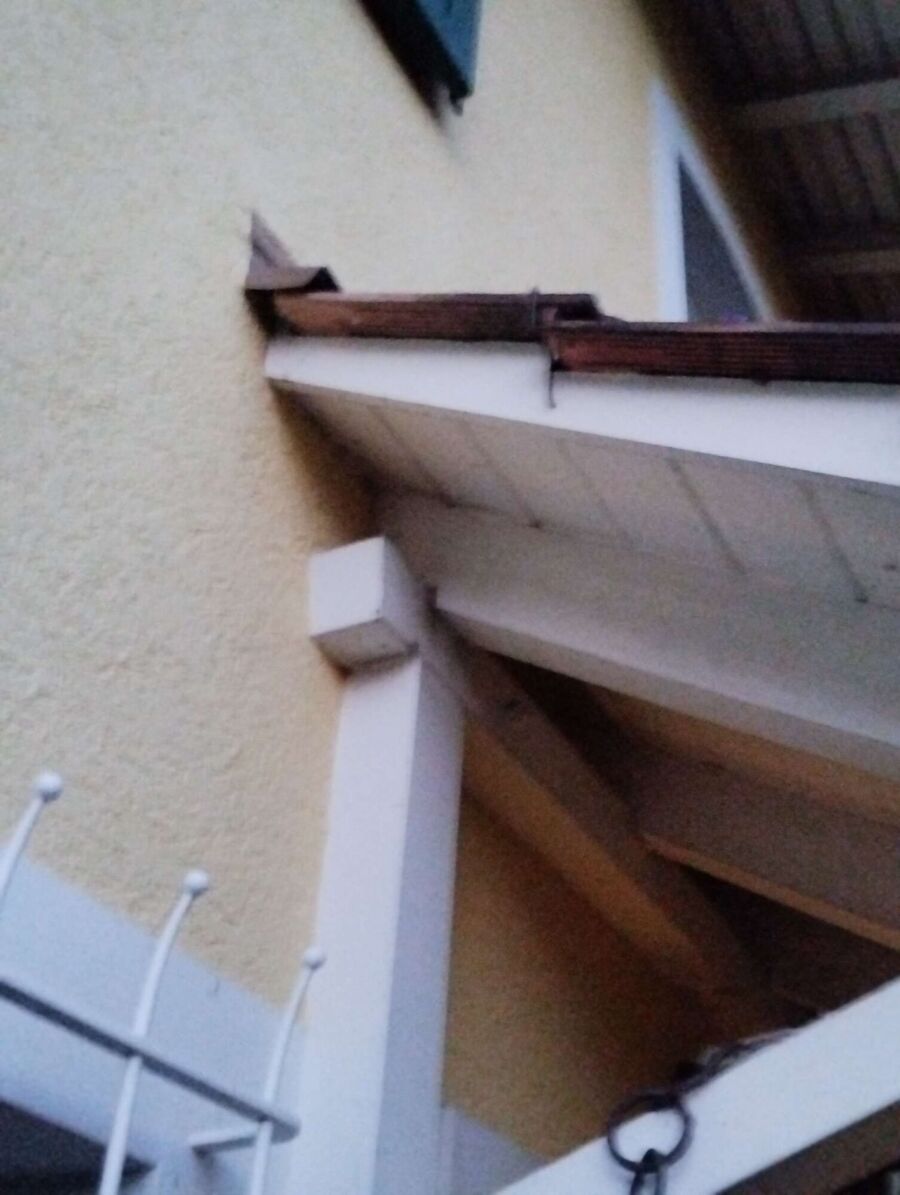 Bienen umsiedeln &  Bienennest entfernen 