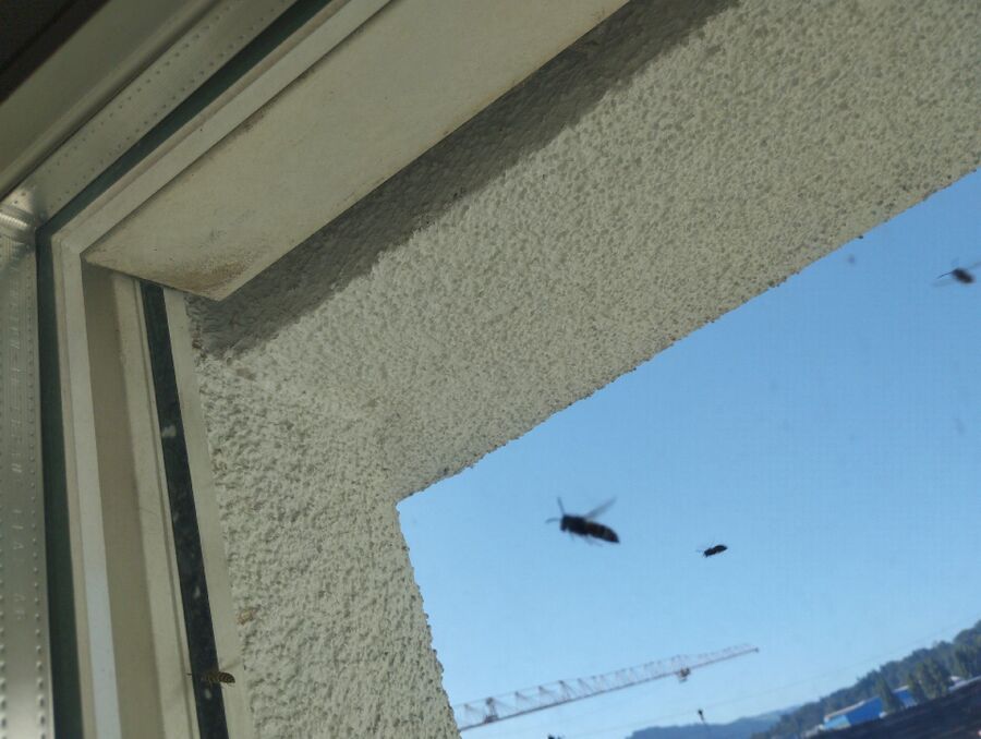  Bienennest entfernen