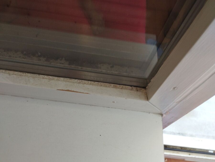  Bienennest entfernen.jpeg