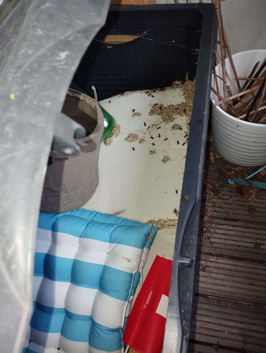  Bienennest entfernen