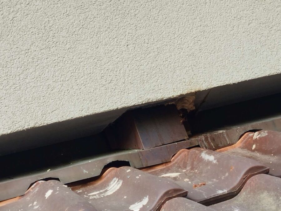 hornissennest-entfernen (62).jpeg