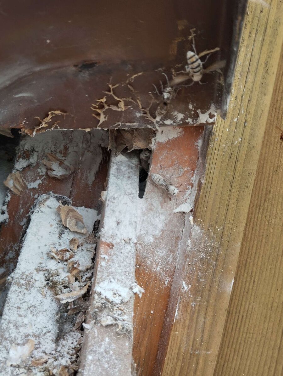 Bienen umsiedeln &  Bienennest entfernen 