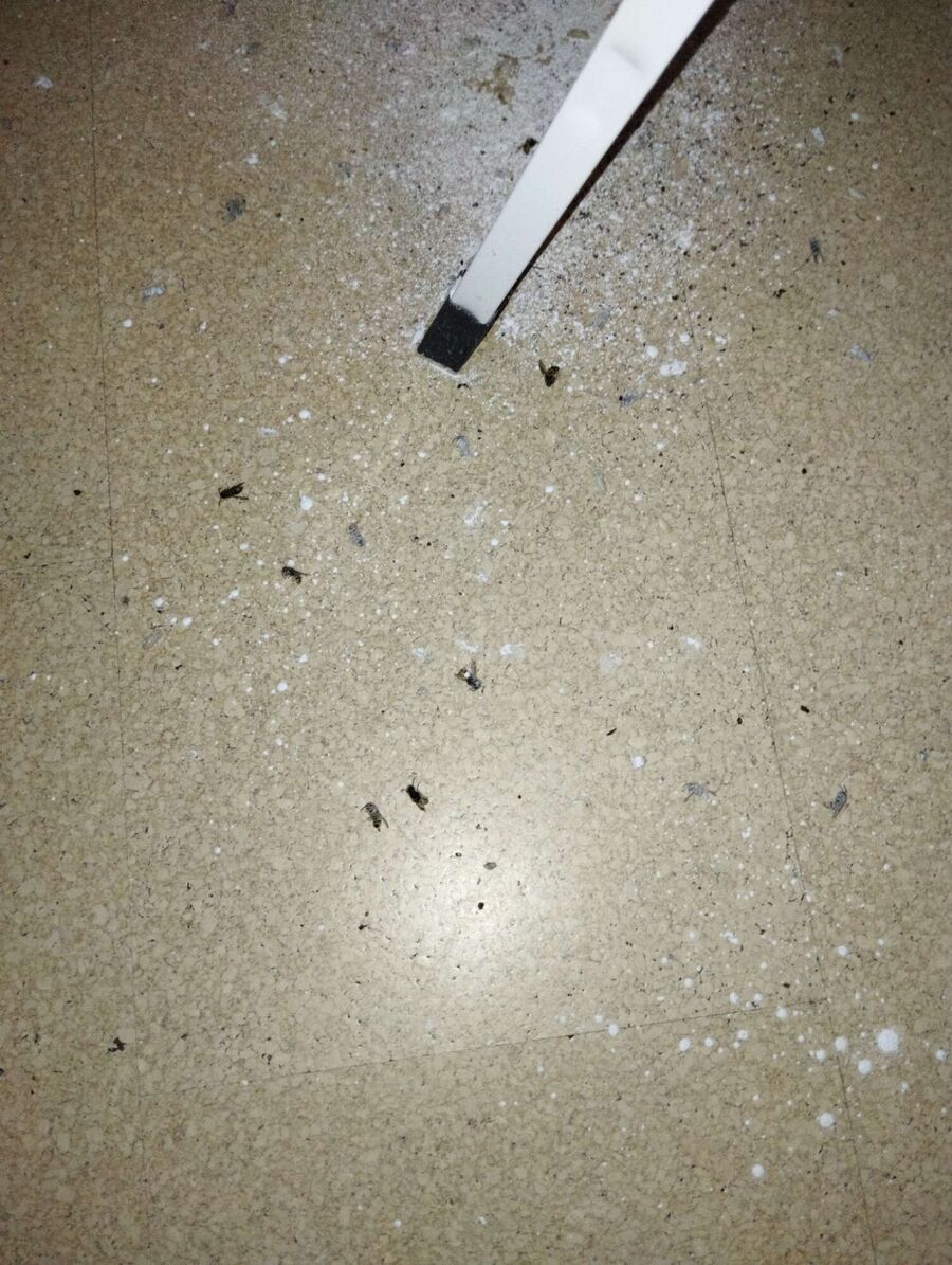  Bienennest entfernen