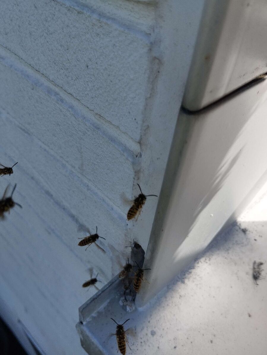 Bienen umsiedeln &  Bienennest entfernen 