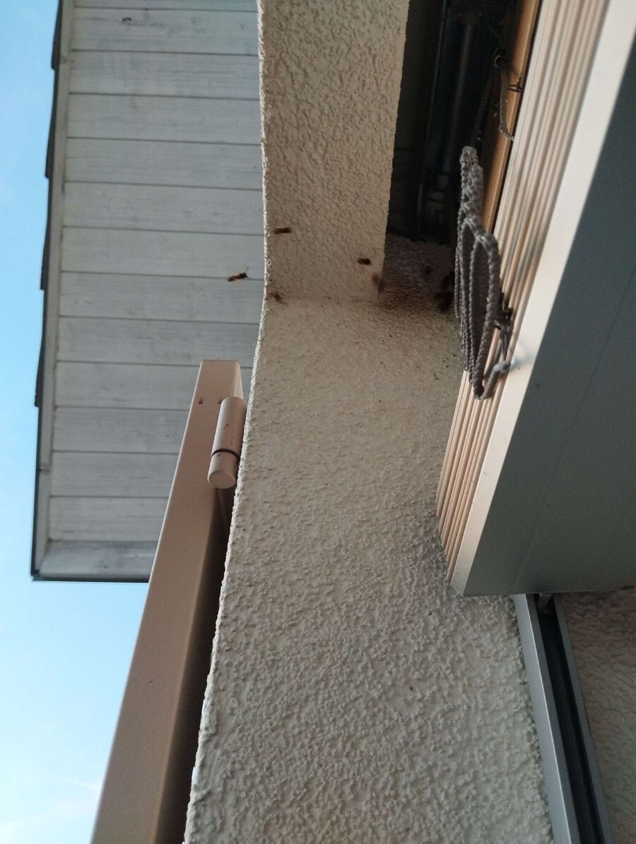  Bienennest entfernen.jpeg