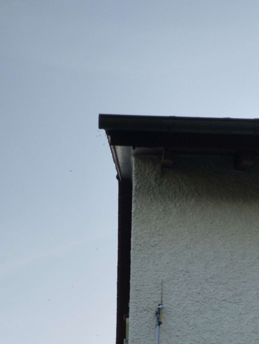  Bienennest entfernen.jpeg