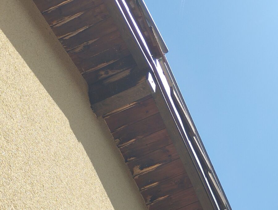 Bienen umsiedeln &  Bienennest entfernen 