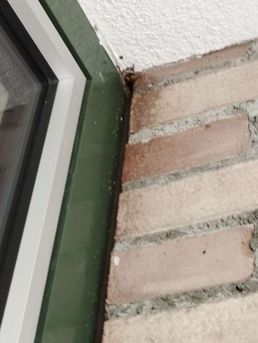  Bienennest entfernen