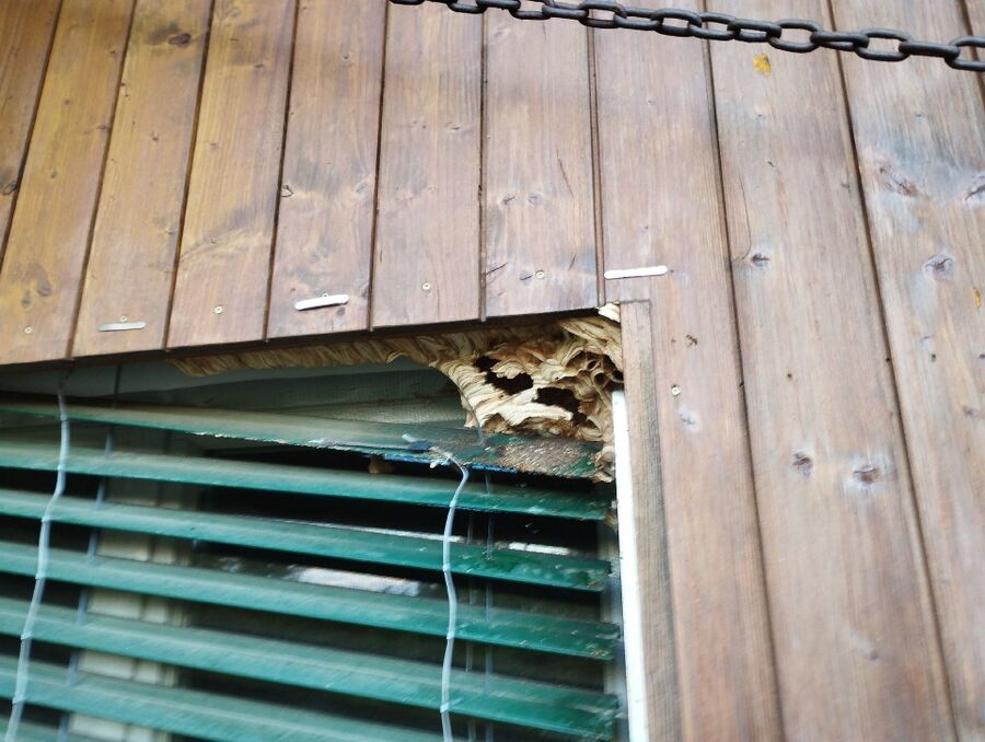 Bienen umsiedeln &  Bienennest entfernen 