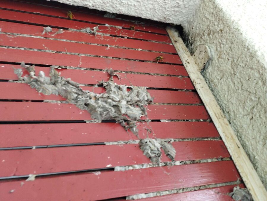  Bienennest entfernen