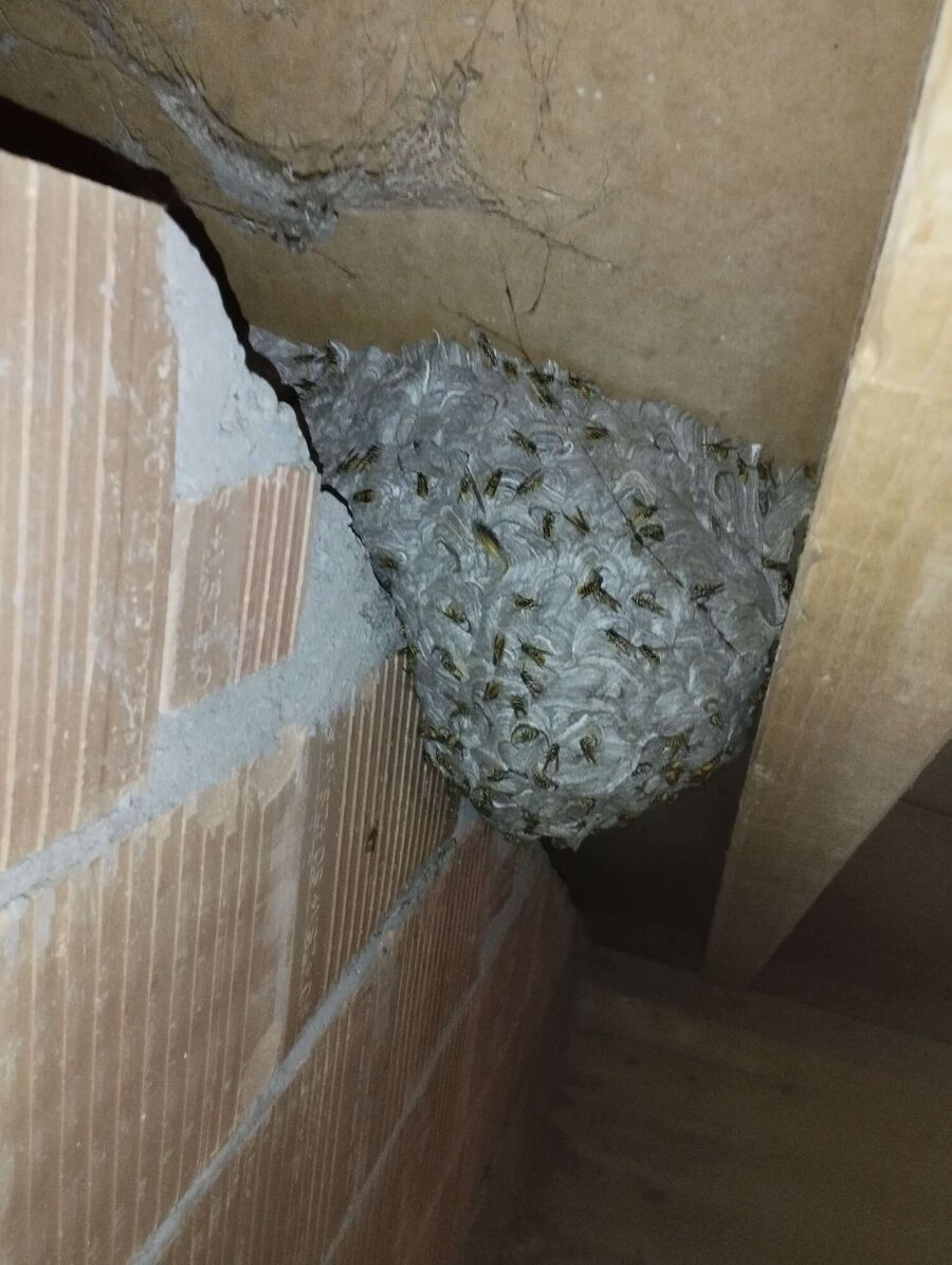 Bienen umsiedeln &  Bienennest entfernen 