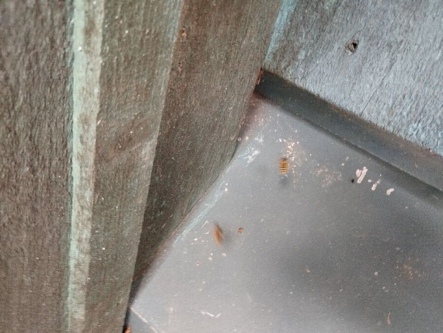  Bienennest entfernen.jpeg