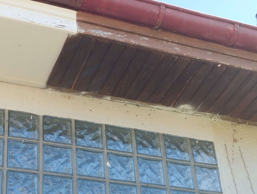 Bienen umsiedeln &  Bienennest entfernen 