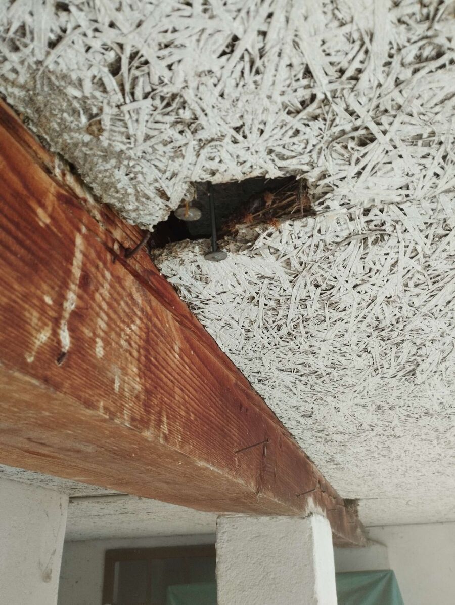 Bienen umsiedeln &  Bienennest entfernen 