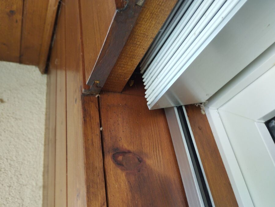 Bienen umsiedeln &  Bienennest entfernen 