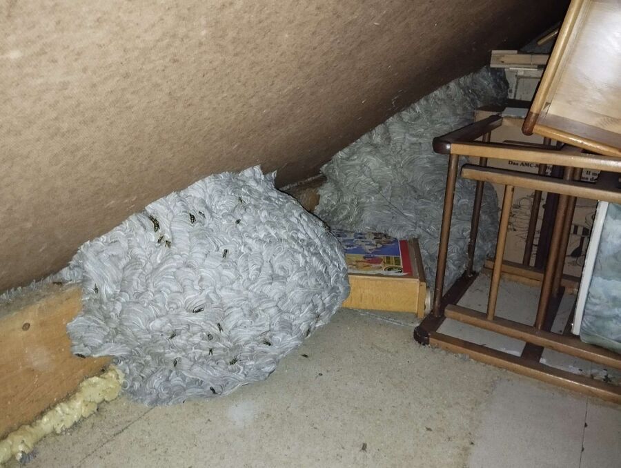 bienennest-am-haus-entfernen.jpg