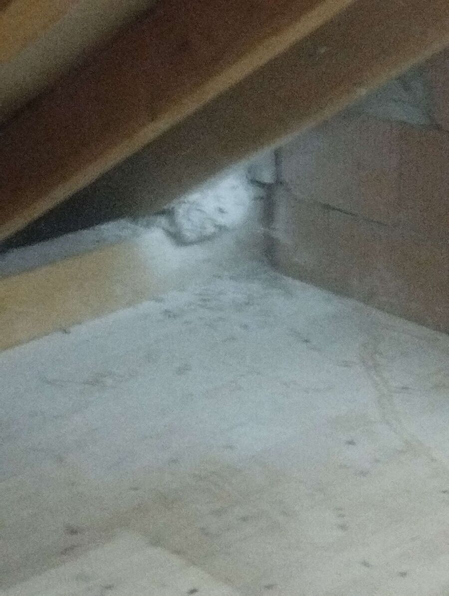  Bienennest entfernen