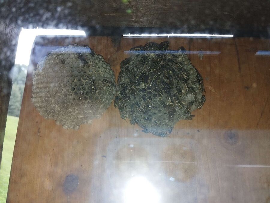  Bienennest entfernen.jpeg