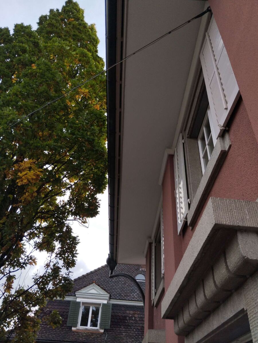 Bienen umsiedeln &  Bienennest entfernen 