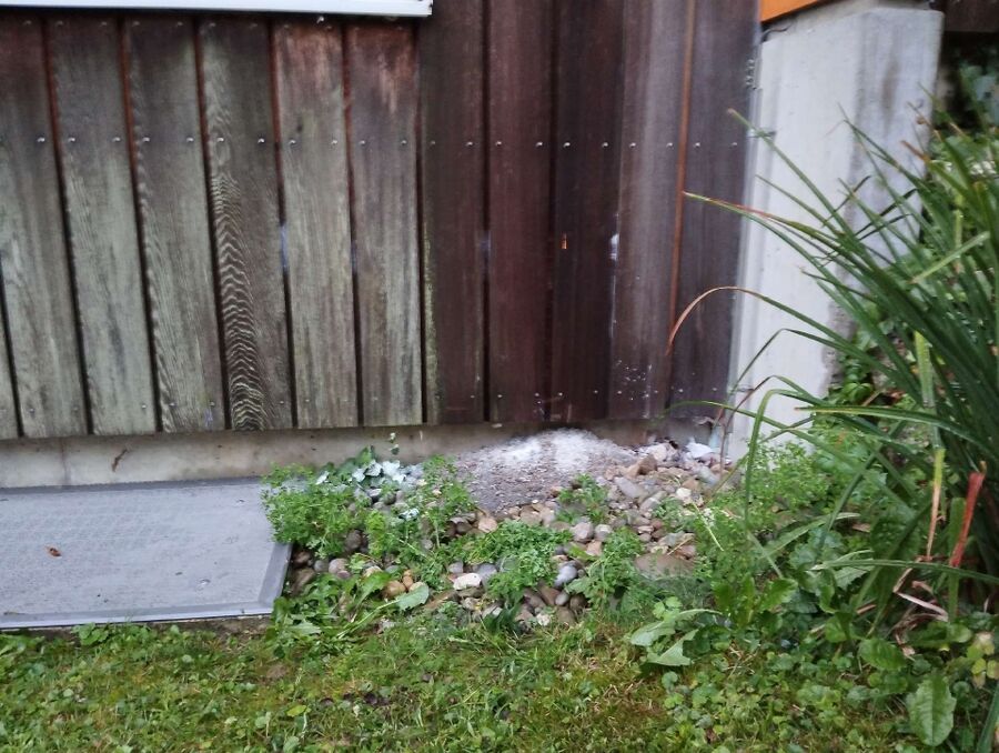  Bienennest entfernen.jpeg