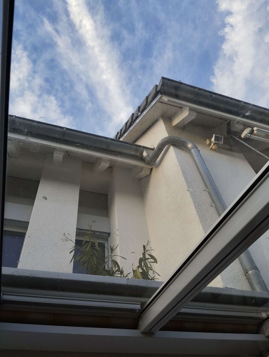 Bienen umsiedeln &  Bienennest entfernen 