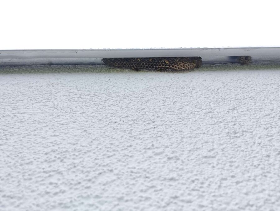  Bienennest entfernen.jpeg