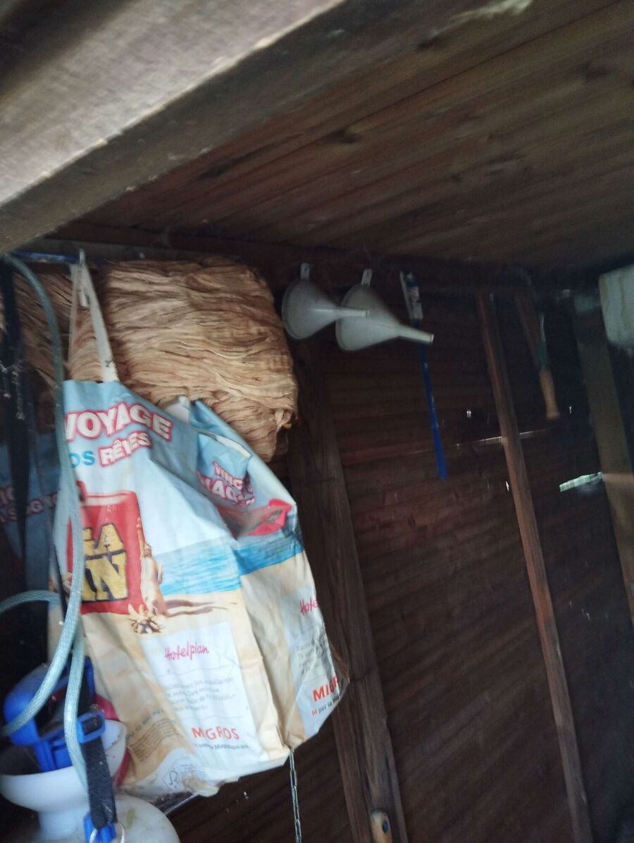  Bienennest entfernen.jpeg